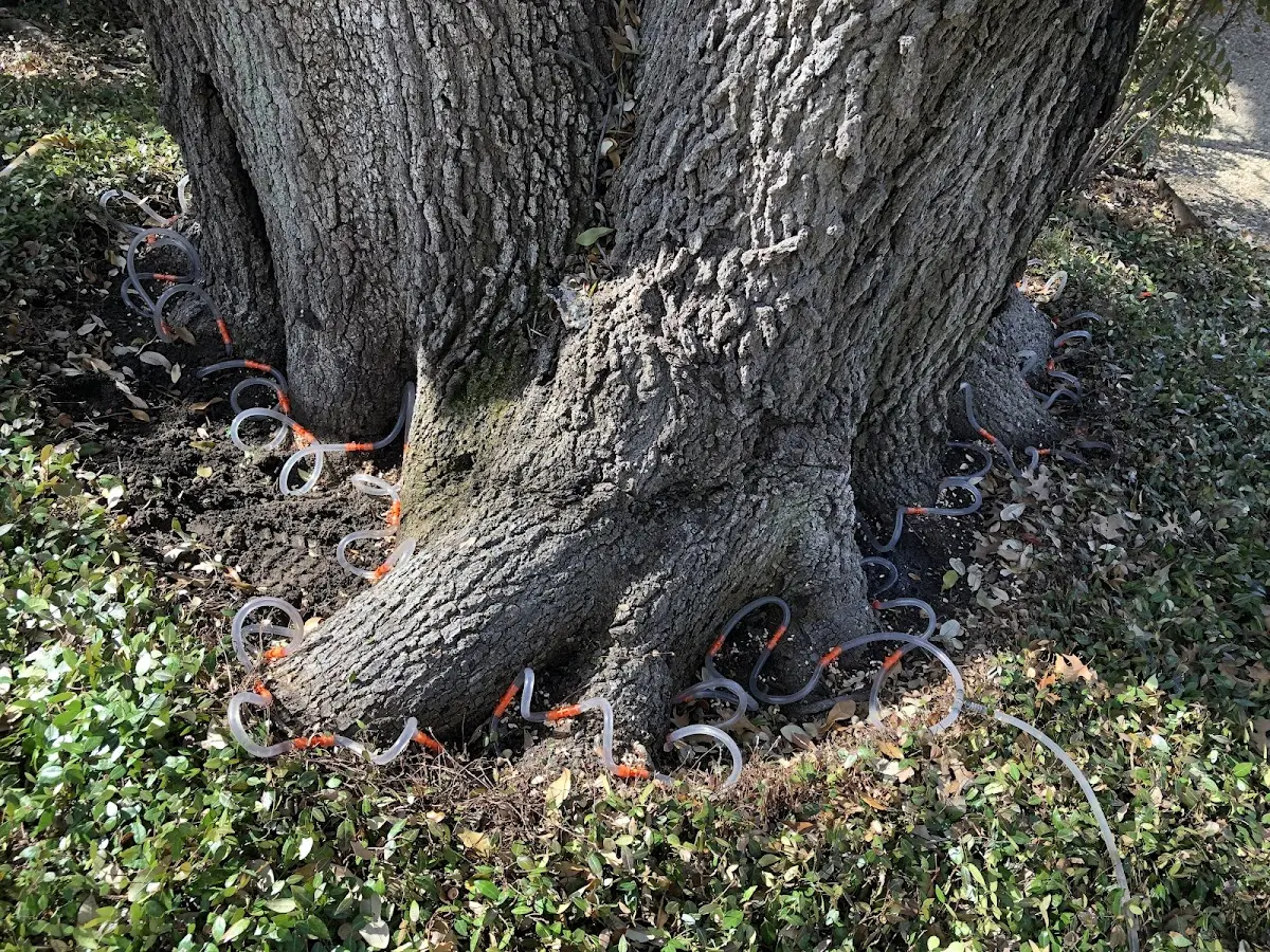 Detailed Tree Cabling and Bracing job site in Roxbury
