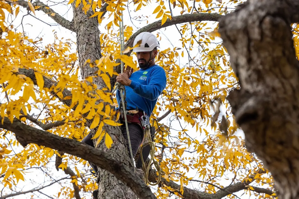Skilled Tree Pruning crew working in Roxbury